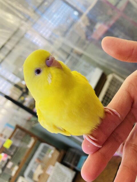 セキセイインコ