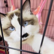 BIGなお人形さんみたいなラグドール