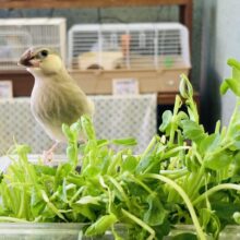 春一番🌸一人餌になりました🫧かわいい手乗り桜文鳥さん❢❢🌸