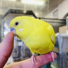 人が大好き❤︎*ˊᵕˋ 飛んで甘えるよ🕊️✨ 手乗りセキセイインコ(ルチノー)さん💛