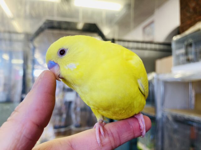 人が大好き❤︎*ˊᵕˋ 飛んで甘えるよ🕊️✨ 手乗りセキセイインコ(ルチノー)さん💛