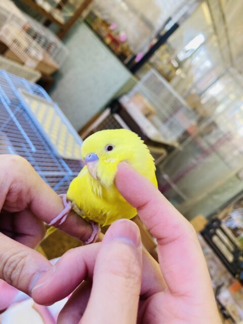 セキセイインコ