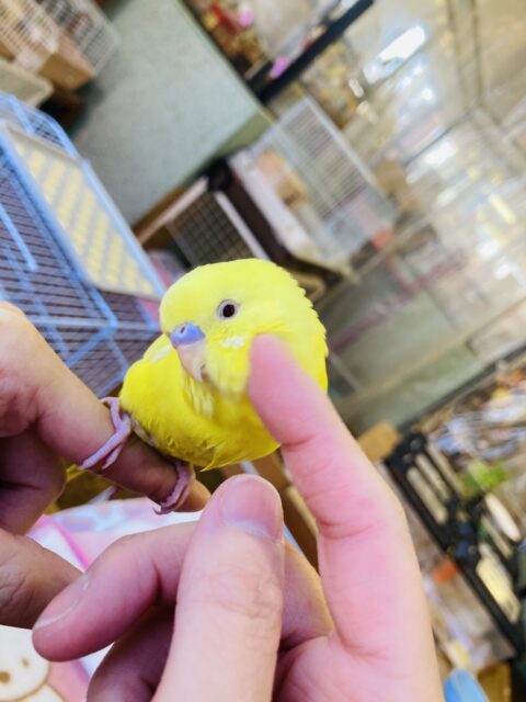 セキセイインコ