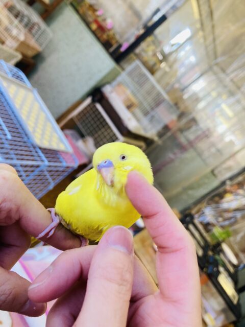 セキセイインコ