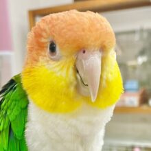 最新画像あり⭐️動画あり⭐️控えめな甘えん坊さん🥰　シロハラインコさん～❤️