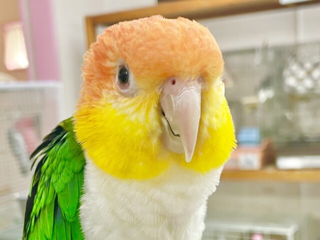 最新画像あり⭐️動画あり⭐️控えめな甘えん坊さん🥰　シロハラインコさん～❤️