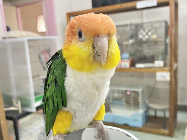 シロハラインコ