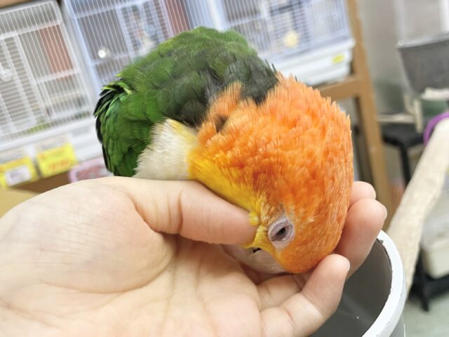 シロハラインコ