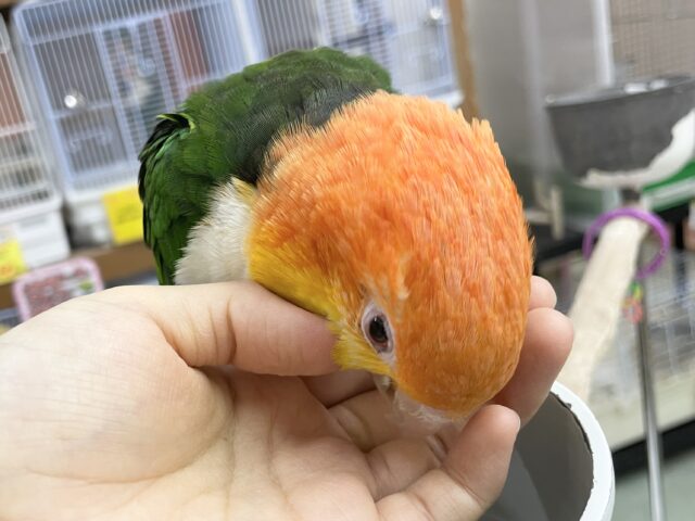 シロハラインコ