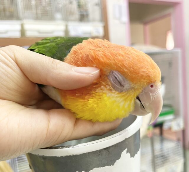 シロハラインコ