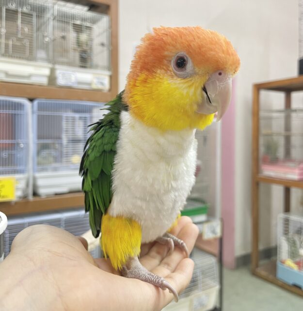 シロハラインコ
