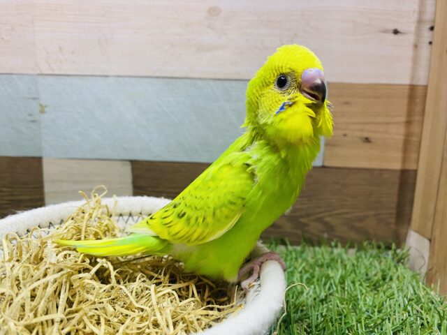 最新画像有ります❗️優しい瞳で射止めちゃう💘ちょっぴり控えめなセキセイインコのスパングル🌟