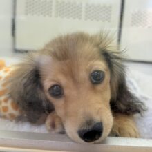 最新画像！おしゃれカラーのダックスくん♪