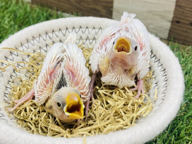 大きなお口でアピール上手な白文鳥ズ❤️やってきました〜❗️