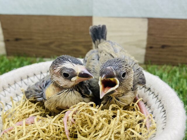 どちらがお好みですか〜⁉️ムッとした表情が守ってあげたくなるような桜文鳥🌸