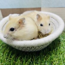 まるもち💕イエローはむちゃんに癒されませんか〜🥰