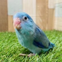 表情豊かなマメちゃん❤️ブルーが輝くマメルリハインコの男の子🌟