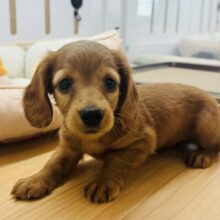 わたちの可愛さで頬緩ませちゃう♥ミニチュアダックスちゃん