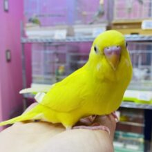 最新画像あります✨明るめボディーの素敵イエロー⭐️セキセイインコのダブルファクター‼️