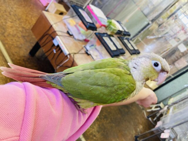 ホオミドリウロコインコ