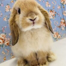 キミはかわいすぎっ❤︎ ˃ᴗ˂⁎ ホーランドロップイヤーラビット(オレンジ)､男のコ🌟♂
