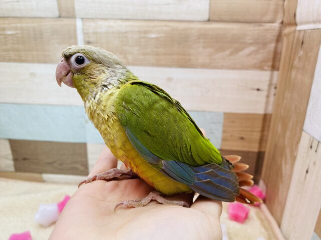 ホオミドリウロコインコ