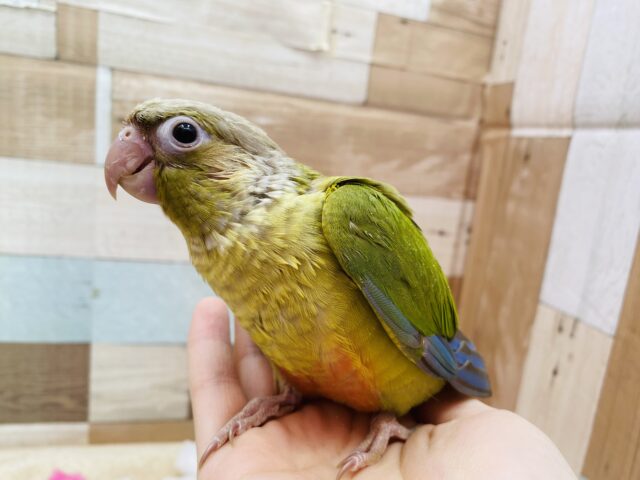 優しく包み込んでくださいな☺️💕優しいカラーにパッチリおめめのウロコインコシナモンカラー🤎