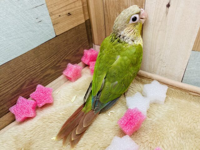 ホオミドリウロコインコ