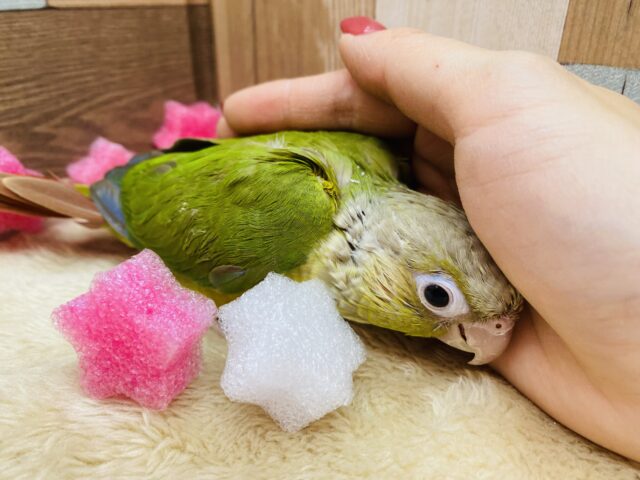 ホオミドリウロコインコ