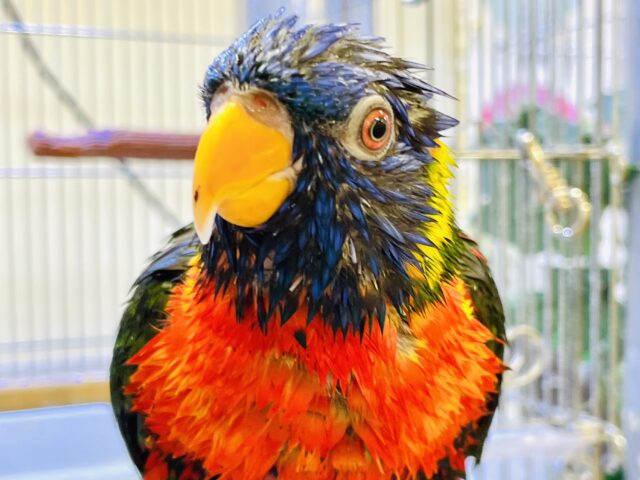 ゴシキセイガイインコ