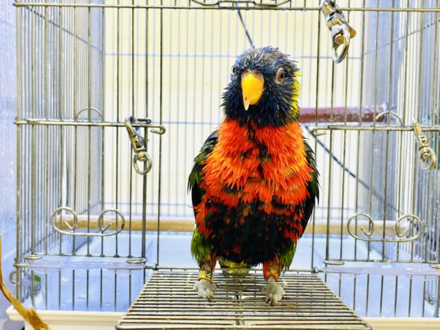 ゴシキセイガイインコ