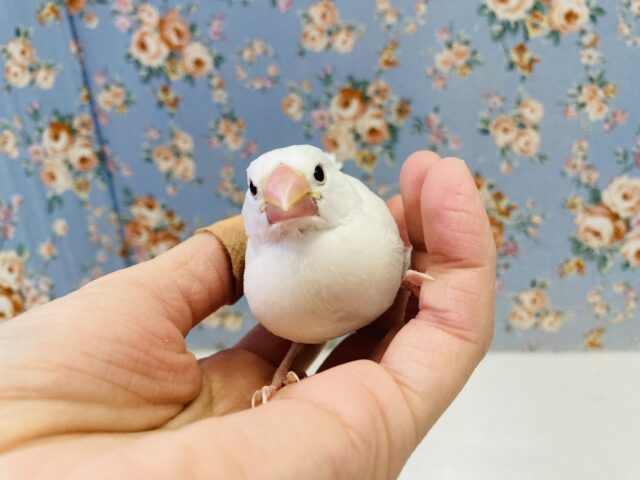 白文鳥