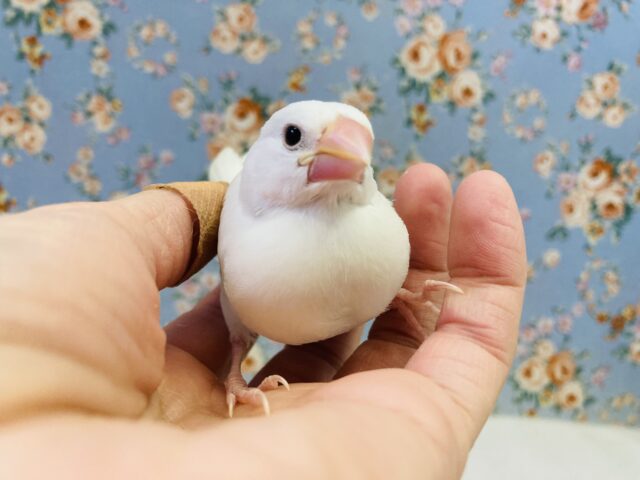 白文鳥