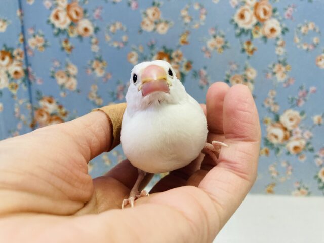 白文鳥