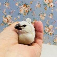 いとうつくし🫧かわいいシルバー文鳥ヒナちゃん🩶🤍
