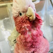 動画更新🆙甘えんぼ💟 ステキな桃色ボーイ🌸･* 手乗りモモイロインコさん､男のコ♂