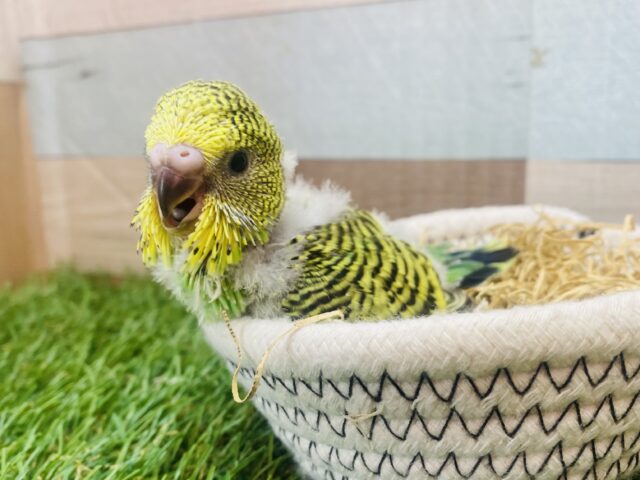 夢も体もジャンボサイズにいきましょ〜‼️ジャンボセキセイインコノーマルカラー💚