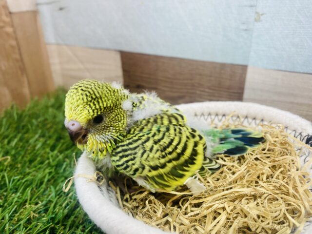 ジャンボセキセイインコ