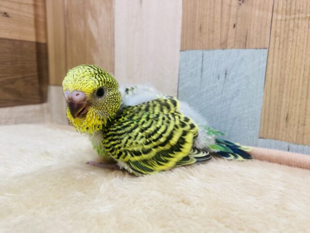 ジャンボセキセイインコ