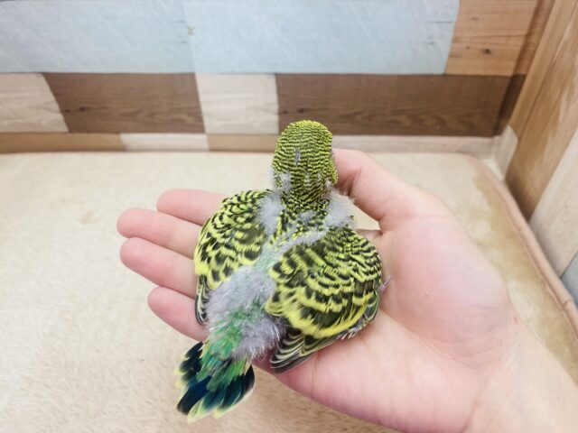 ジャンボセキセイインコ