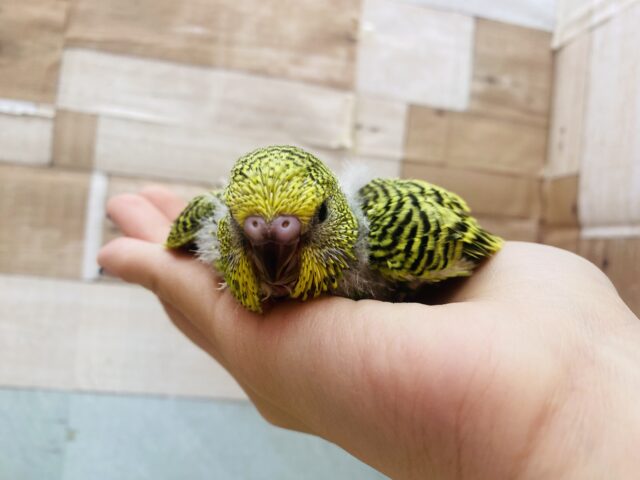 ジャンボセキセイインコ