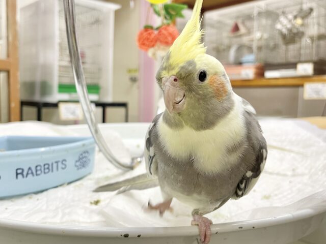 オカメインコ