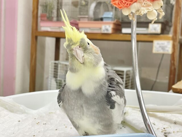 オカメインコ