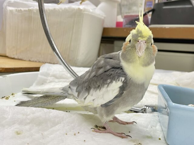 オカメインコ