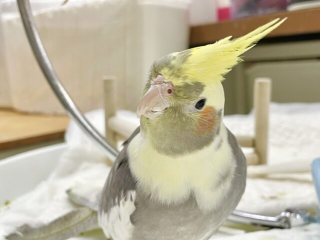 オカメインコ