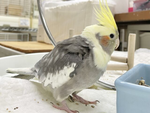 オカメインコ