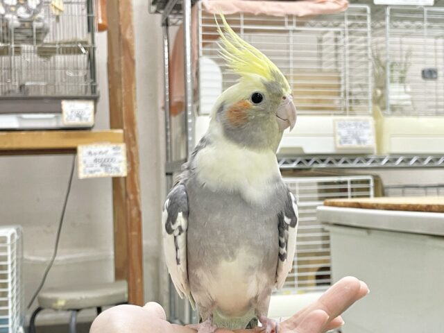 オカメインコ