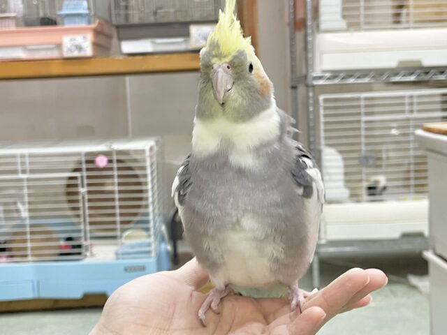 オカメインコ