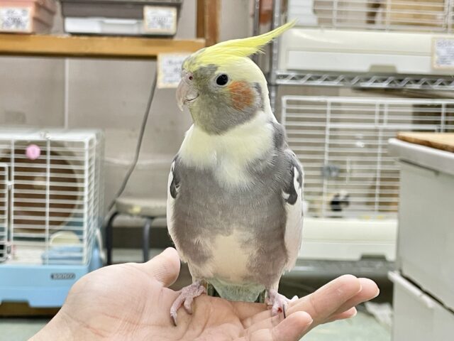 オカメインコ
