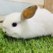 お餅のようにとろけちゃう可愛さです🤤💕ホーランドロップイヤーのフロスティ❗️